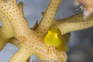 Yellow kiwi by Tianhong Wang 